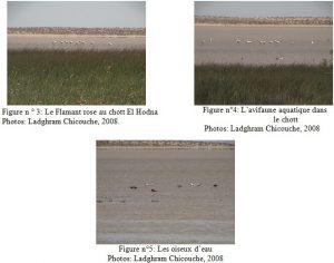 Ecologie et occupation spatio-temporelle de l’avifaune aquatique du chott EL Hodna