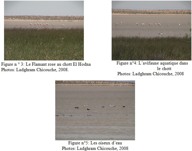 Ecologie et occupation spatio-temporelle de l’avifaune aquatique du chott EL Hodna