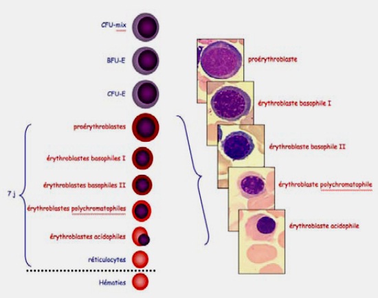 L'érythropoïèse L'érythropoïèse