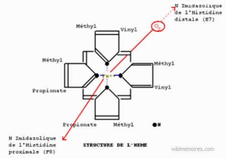 L'hème et la globine: Structure de l'hème