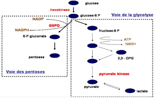Métabolisme du Glucose Métabolisme du Glucose