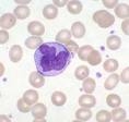 Monocyte