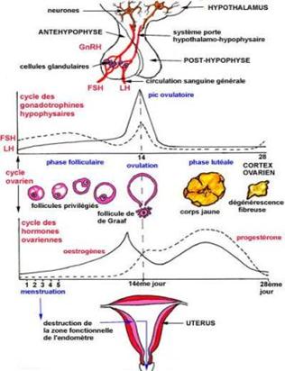 Un équilibre indispensable entre les hormones ovariennes 