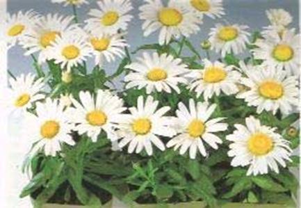 Espèces florales diverses Espèces florales diverses