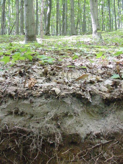 stocks de carbone dans le sol forestier
