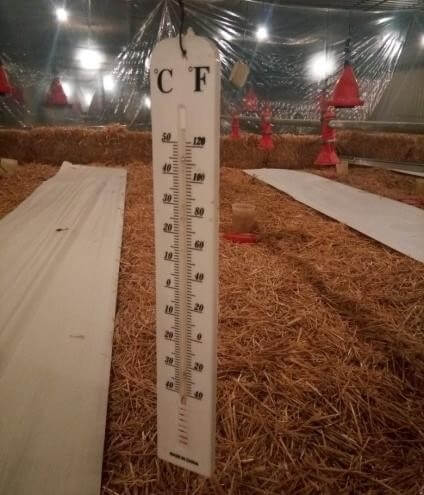 filière avicole en Algérie