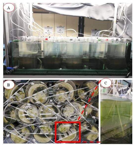 expérimentation en microcosmes - Schéma du microcosme (gauche) et Photos du dispositif expérimental (droite) 15 vu de face (A), de haut (B) et aperçu d’un microcosme (C)