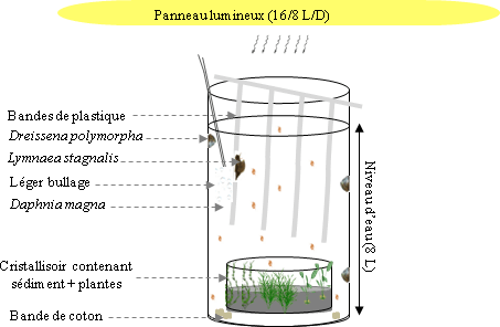 expérimentation en microcosmes - Schéma du microcosme (gauche) et Photos du dispositif expérimental (droite) 15 vu de face (A), de haut (B) et aperçu d’un microcosme (C)