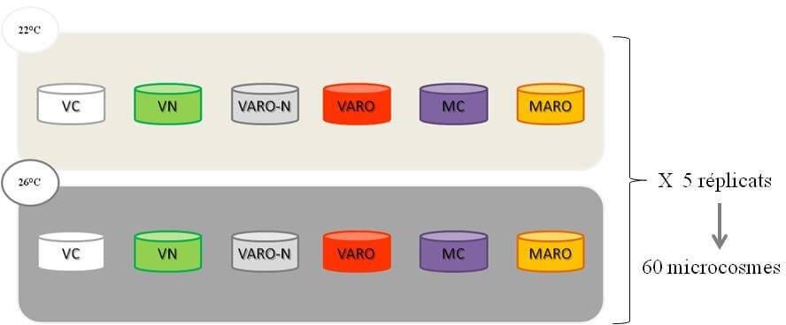 expérimentation en microcosmes - Représentation du plan expérimental