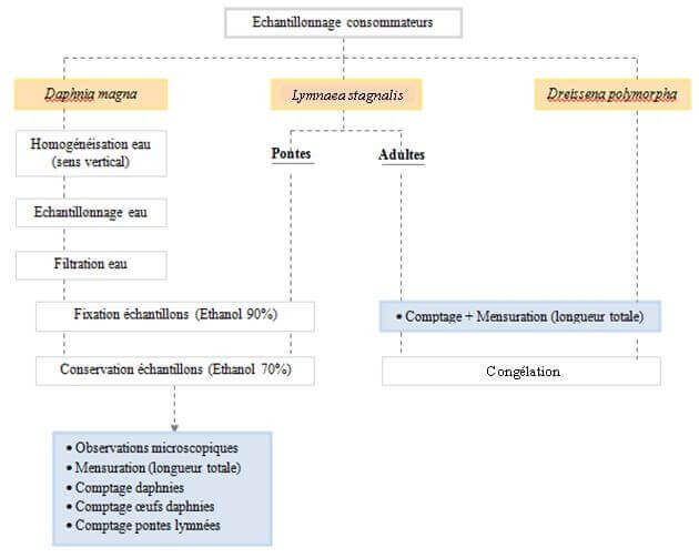 expérimentation en microcosmes - Protocole de prélèvement et de collecte des données issues des consommateurs