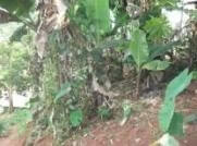 Lombricompostage des déchets Yaoundé - Banane plantain