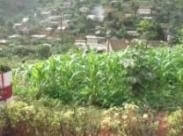 Maïs en pleine croissance