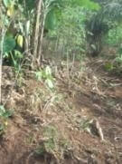 Lombricompostage des déchets Yaoundé - Pieds de manioc