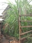 KLombricompostage des déchets Yaoundé - Pieds de canne à sucre