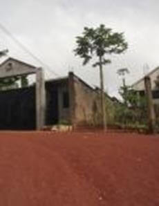 Kit autonome de lombricompostage des déchets - Image d'un papayer à Mbankolo