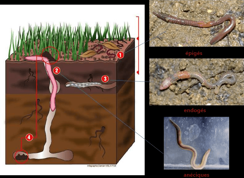 Positionnement dans le profil du sol, de trois catégories écologiques de vers de terre