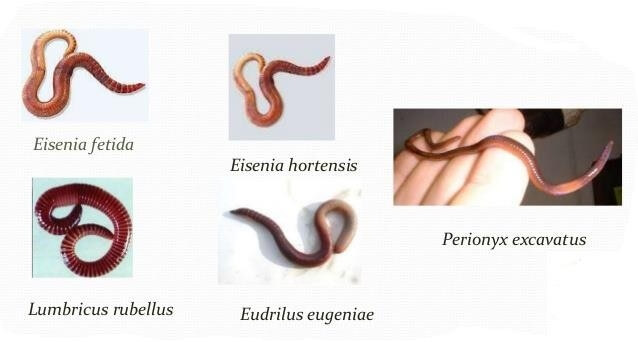 Quelques exemples d’espèces épigées appropriées