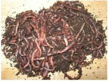 spèce de vers épigés nécessaires pour le lombricompostage