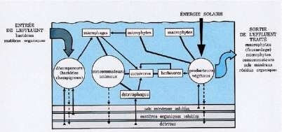 principaux cycles biologiques se développant dans la lagune facultative