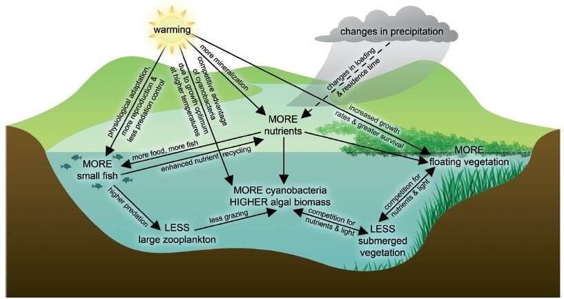 Représentation d’un milieu aquatique peu profond subissant des perturbations globales et locales