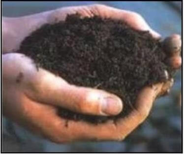 Principe du lombricompostage - Turricules des vers de terre ou lombricompost