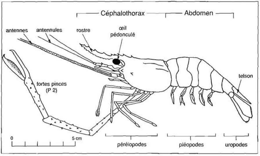 Description des différentes parties du corps de M. vollenhovenii