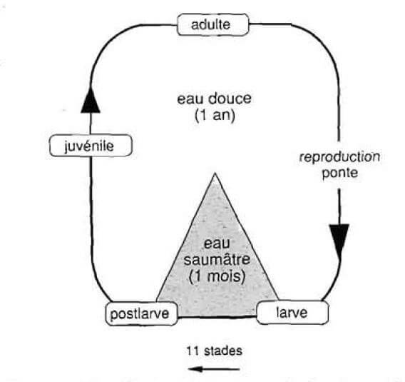 Différents stades du cycle biologique de M. vollenhovenii
