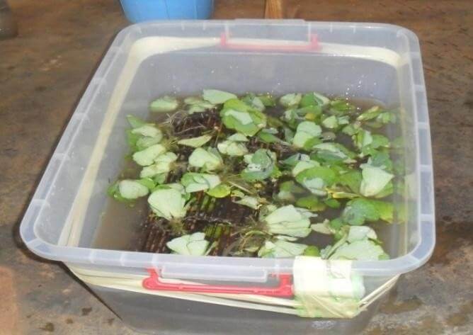 Sites de collecte des crevettes et Fabrication de l’aliment