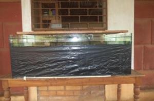 Sites de collecte des crevettes - Aperçu d’un aquarium d'accueil de M. vollenhovenii