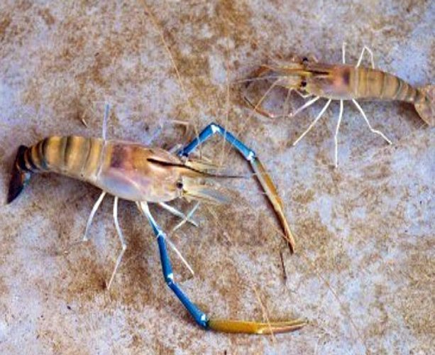 Les géniteurs de M. vollenhovenii : comportement et survie