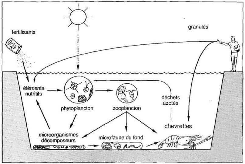 densité de charge en élevage de la crevette - Chaîne trophique dans un bassin d’élevage de Macrobrachium vollenhovenii