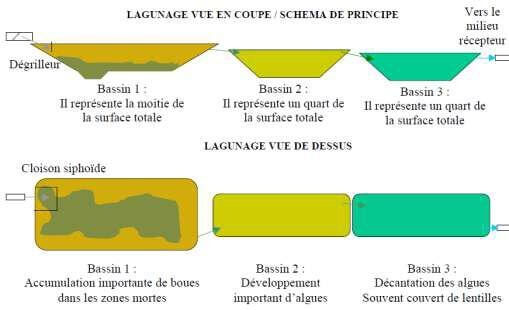 Lagunage vue en coupe et en dessus
