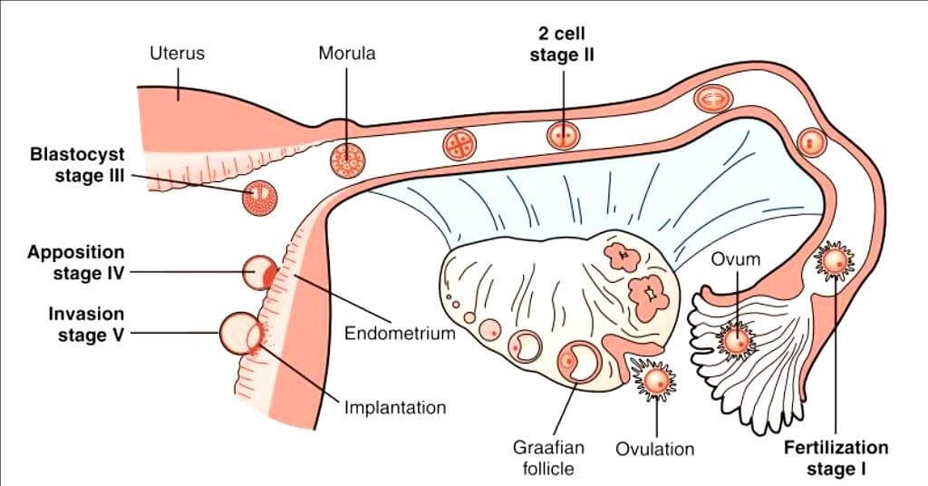 Les étapes de la fécondation