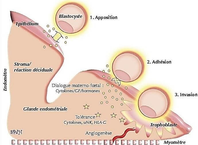 Les phases d'implantation embryonnaire
