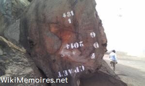 Exemple de marquage de grumes