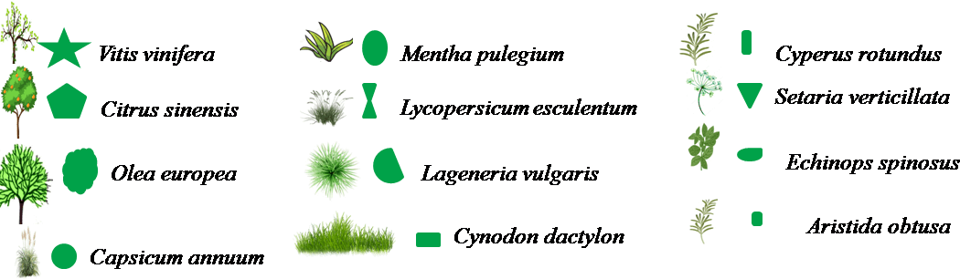 Transect végétal en milieu cultivé