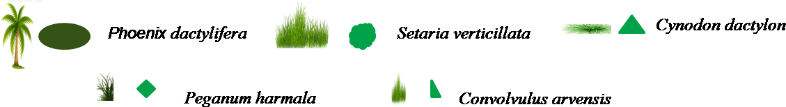 Transect végétal en palmeraie