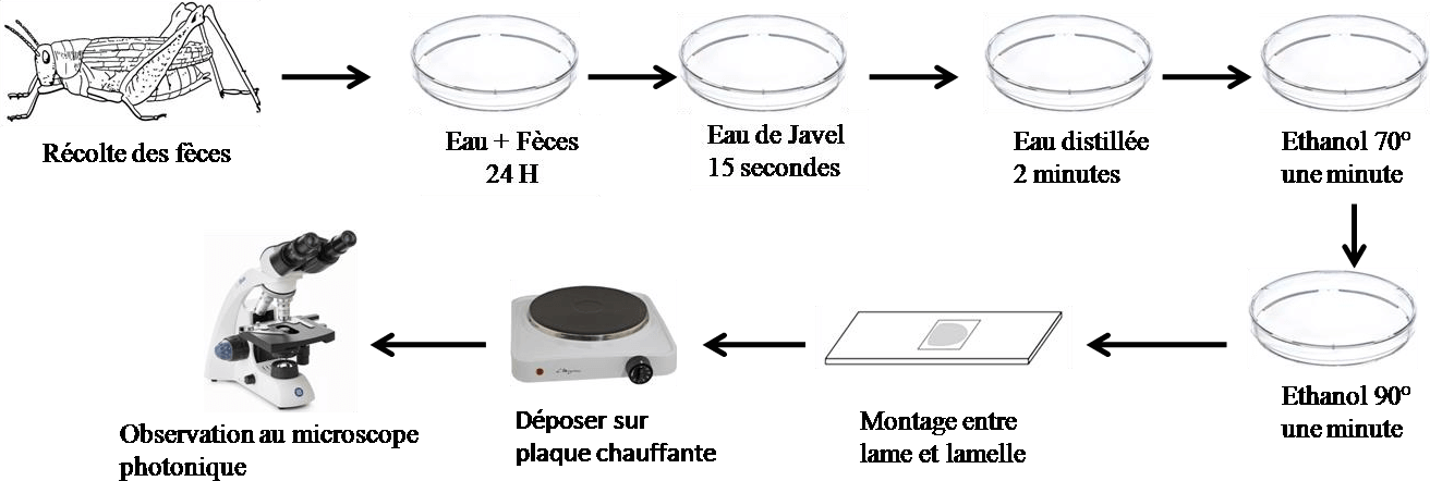 Démarche à suivre pour l’analyse des fèces