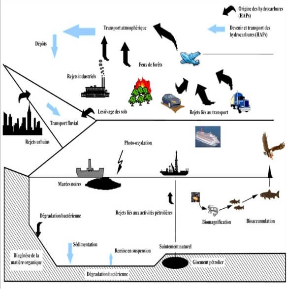 Cycle biogéochimique des hydrocarbures (d’après McElroy et al, 1989, dans Le Dû-Lacoste, 2008).