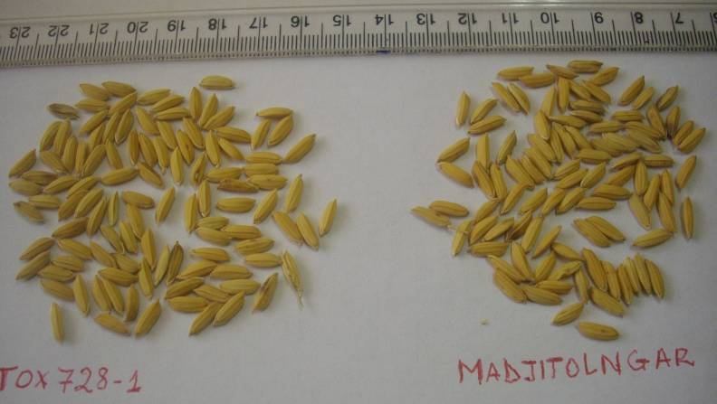 Etude des performances de quelques variétés de riz pluvial à Kinshasa
