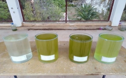 Evolution de la couleur de l’eau en fonction des différentes concentrations des eaux usées en milieu naturel