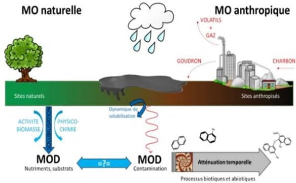 La matière organique dans les milieux aquatiques