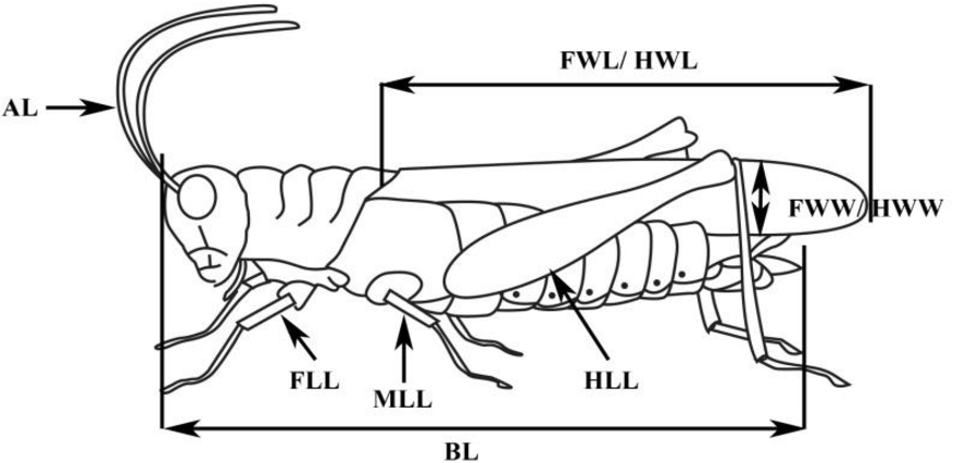 Abondance relative des espèces d’Orthoptères