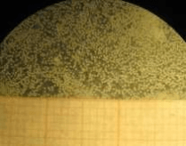 Aperçu (à la loupe) de la morphologie des ovocytes de Awaous lateristriga.Grossissement (1,5x10x)