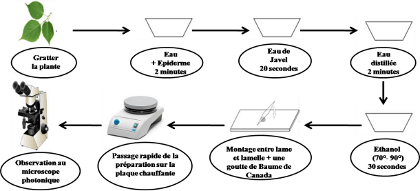 Démarche à suivre pour la préparation de l’épidermothèque de référence