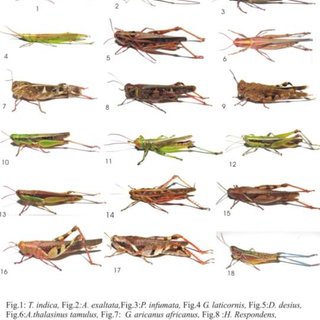 Diversité d'espèces d’orthoptères Indices de Shannon-Weaver et Pielou