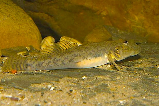 Régime alimentaire et reproduction de Awaous lateristriga 