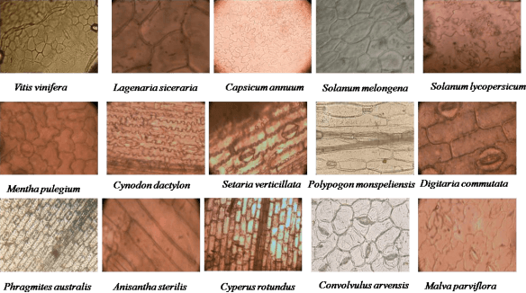 Epidermes des principales espèces végétales trouvées dans les fèces des Acridiens