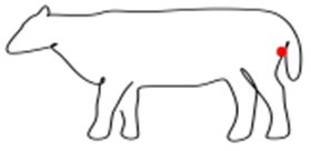 Schéma des dissimulations possibles dans un animal, conception Julien Magana, 2022