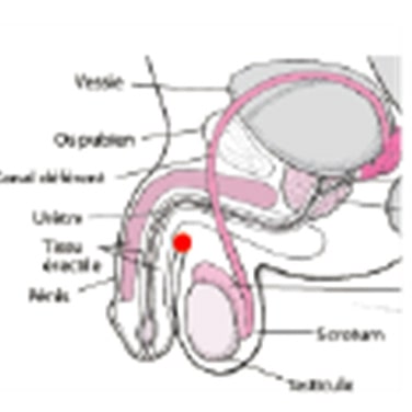 Schéma des dissimulations possibles sur le corps, conception Julien Magana, 2022